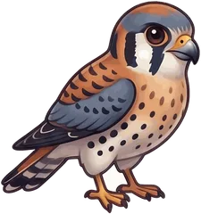 American Kestrel illustration