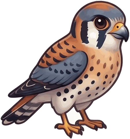 American Kestrel illustration