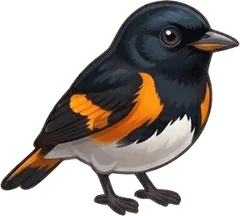 American Redstart illustration