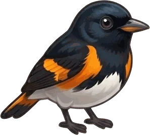 American Redstart illustration