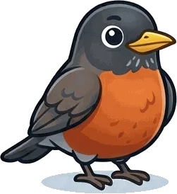 American Robin illustration