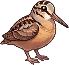 American Woodcock illustration