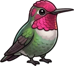 Anna's Hummingbird illustration