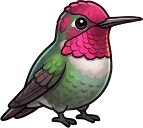 Anna's Hummingbird illustration
