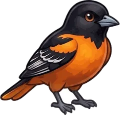 Baltimore Oriole illustration