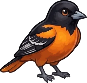 Baltimore Oriole illustration