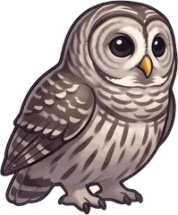 Barred Owl illustration