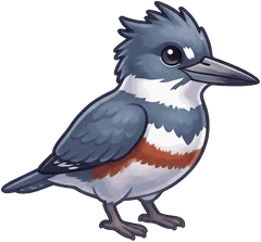Belted Kingfisher illustration