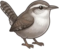 Bewick's Wren illustration