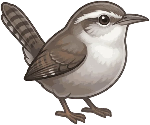 Bewick's Wren illustration