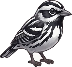 Black-and-white Warbler illustration