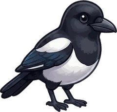 Black-billed Magpie illustration