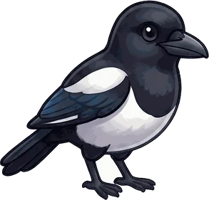 Black-billed Magpie illustration