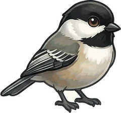 Black-capped Chickadee illustration