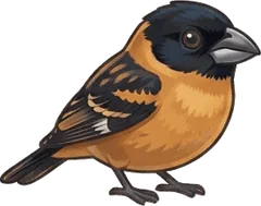 Black-headed Grosbeak illustration