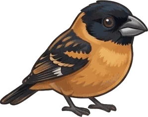 Black-headed Grosbeak illustration