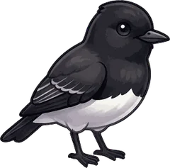 Black Phoebe illustration