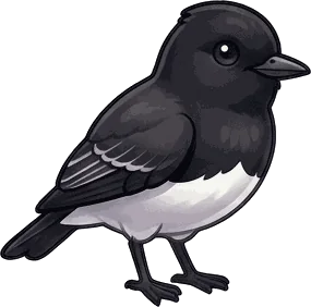 Black Phoebe illustration