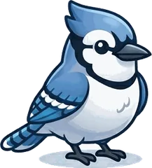 Blue Jay illustration