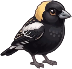 Bobolink illustration
