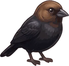 Brown-headed Cowbird illustration