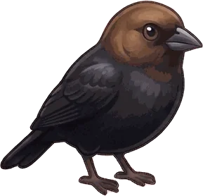 Brown-headed Cowbird illustration