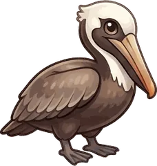 Brown Pelican illustration
