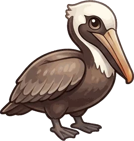 Brown Pelican illustration