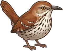 Brown Thrasher illustration