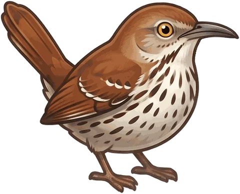 Brown Thrasher illustration