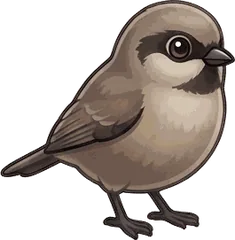 Bushtit illustration