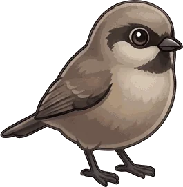 Bushtit illustration