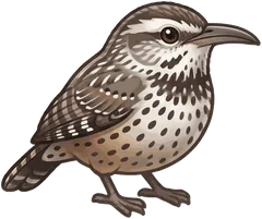 Cactus Wren illustration