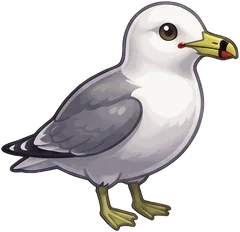 California Gull illustration