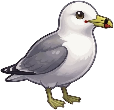 California Gull illustration
