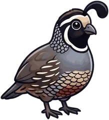 California Quail illustration