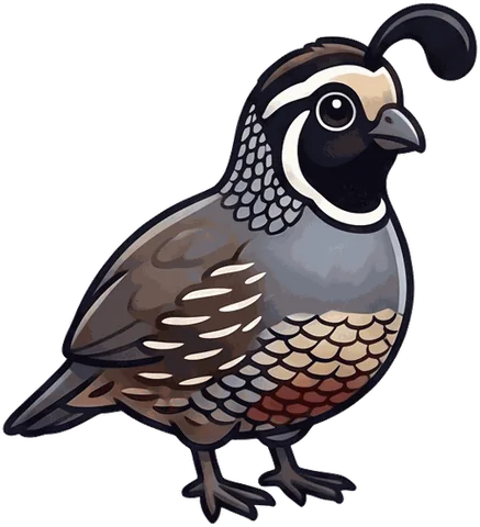 California Quail illustration