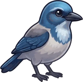 California Scrub-Jay illustration