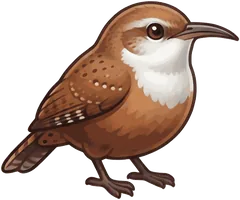 Canyon Wren illustration