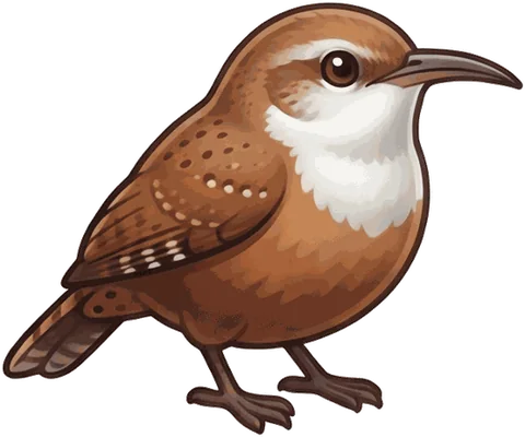 Canyon Wren illustration