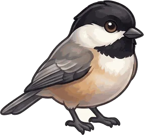 Carolina Chickadee illustration