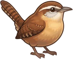 Carolina Wren illustration