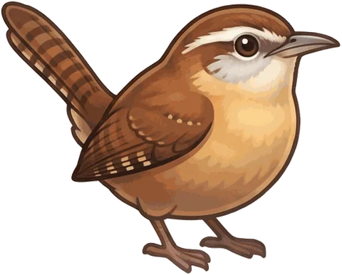 Carolina Wren illustration