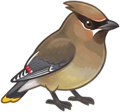 Cedar Waxwing illustration
