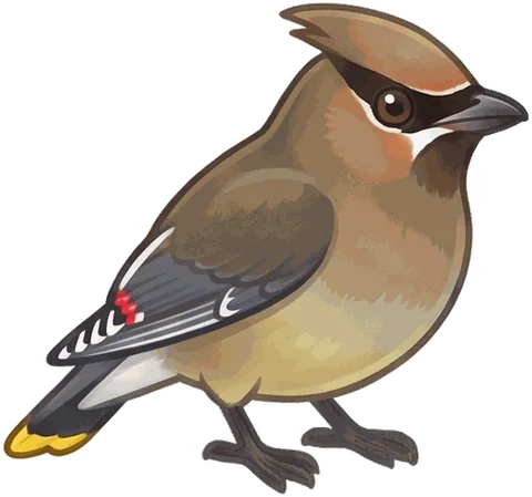 Cedar Waxwing illustration