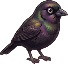 Common Grackle illustration