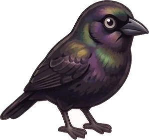 Common Grackle illustration