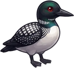 Common Loon illustration