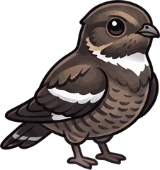 Common Nighthawk illustration