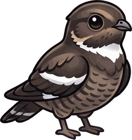 Common Nighthawk illustration
